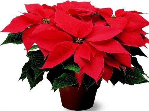 Рождественская звезда цветок приметы. Цветок Рождественская звезда: приметы для дома