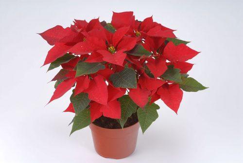 Рождественская звезда цветок болезни. Описание растения