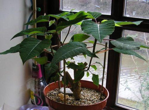 Рождественская звезда цветок болезни. Описание растения