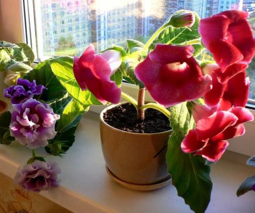 Глоксиния. Как выращивать глоксинию в домашних условиях, тонкости ухода за цветком