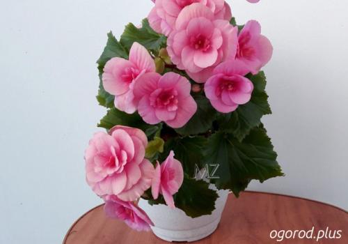 Бегония элатиор уход в домашних условиях после покупки. Чем хороша бегония элатиор и мифы об этом растении