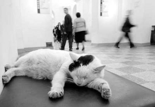 Эрмитажные коты экскурсия. Эрмики - усатые хранители произведений искусства в Эрмитаже