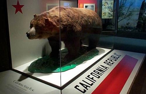 Бурый медведь скорость. Виды