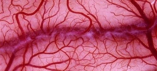 Интересные факты про углич. Углич: интересные факты 09