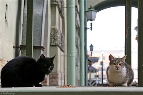 Сколько кошек в зимнем дворце. Коты — служители Эрмитажа. История