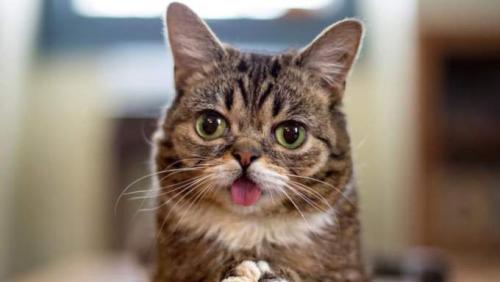 Удивительные истории о животных. Нет ничего веселее, чем жизнь с домашними питомцами