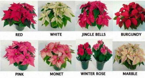 Рождественская звезда цветок болезни. Описание растения