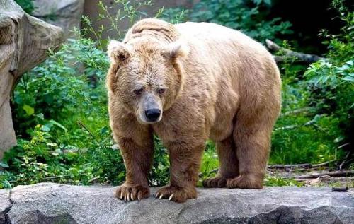 Бурый медведь скорость. Виды