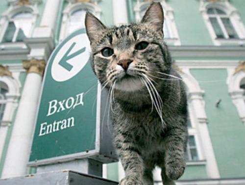 Зачем в Эрмитаже держат котов. История эрмитажных котов