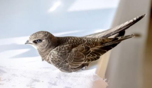 Стрижи (род). Происхождение вида и описание