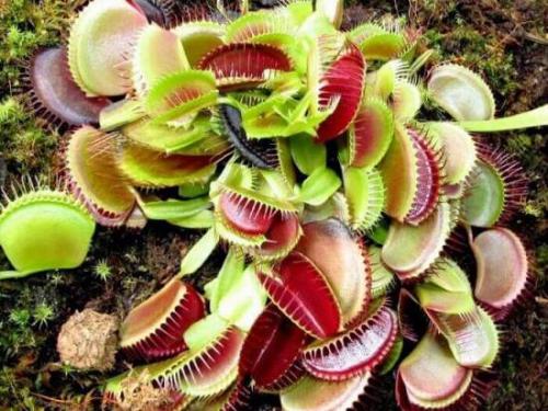 Венерина Мухоловка интересные факты. Венерина Мухоловка 03