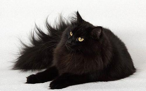 Каких пород бывают кошки черного окраса? Породы черных кошек