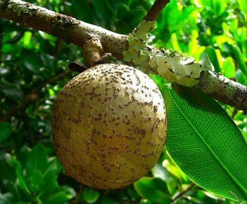 Интересные факты о фруктах. 12 интересных фактов о фруктах 15