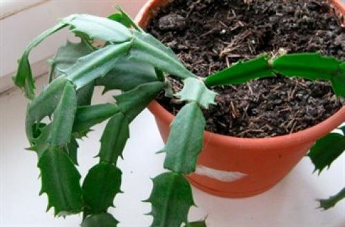 Декабрист цветок значение. Можно ли держать дома?