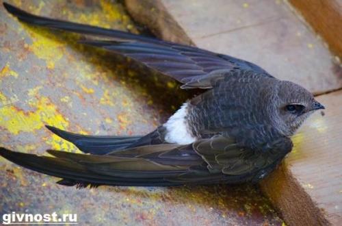 Где ночуют стрижи. Особенности и среда обитания