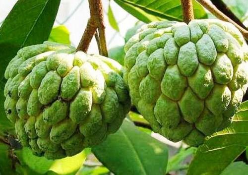 Интересные факты о фруктах. 12 интересных фактов о фруктах 12