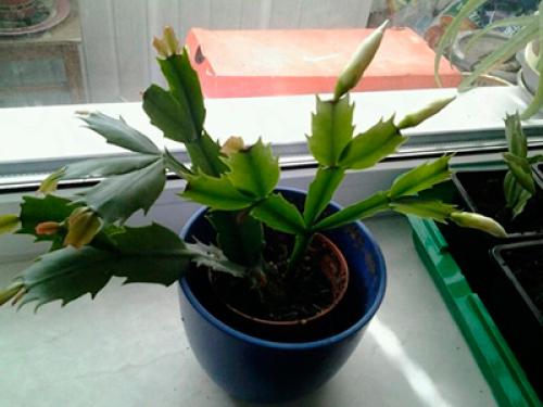 Декабрист цветок размножение. Способы размножения декабриста (шлюмбергеры) в домашних условиях