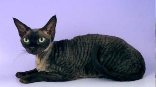 Породы черных кошек с зелеными глазами. Черные кошки с фотографиями и названиями пород: особенности и характер +Фото и Видео