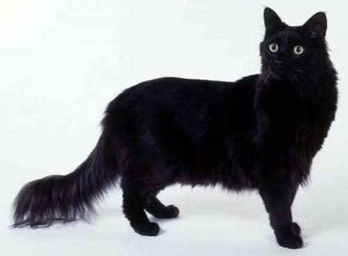 Каких пород бывают кошки черного окраса? Породы черных кошек