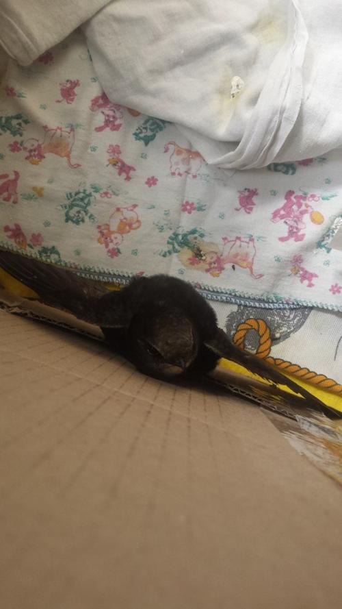 Стриж не ест. Спасение стрижа