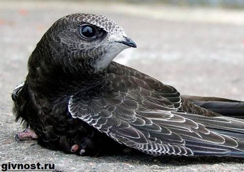 Где ночуют стрижи. Особенности и среда обитания