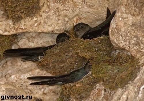 Где ночуют стрижи. Особенности и среда обитания