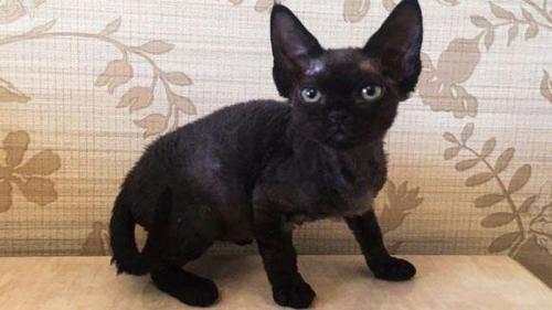 Каких пород бывают кошки черного окраса? Породы черных кошек