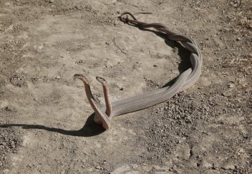 Детеныш змеи название. Как размножаются змеи?