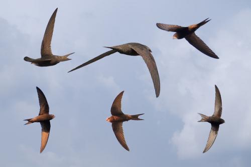 Гнезда стрижей. Интересное о стрижах