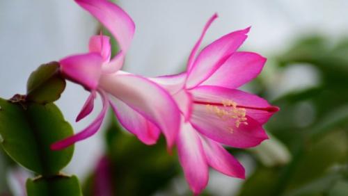 Декабрист виды. Декабрист — особенности ухода, сезонность растения, лечение болезней (90 фото + видео)