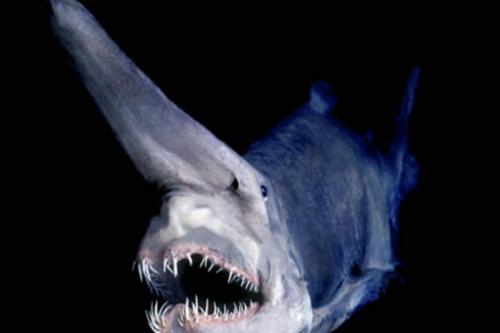 Тайны Марианской впадины. Мрачная тайна Марианской впадины: что на самом деле скрывает океан (4 фото + видео)