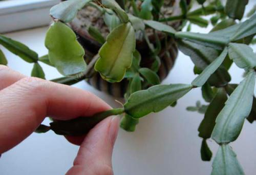 Декабрист цветок размножение. Способы размножения декабриста (шлюмбергеры) в домашних условиях