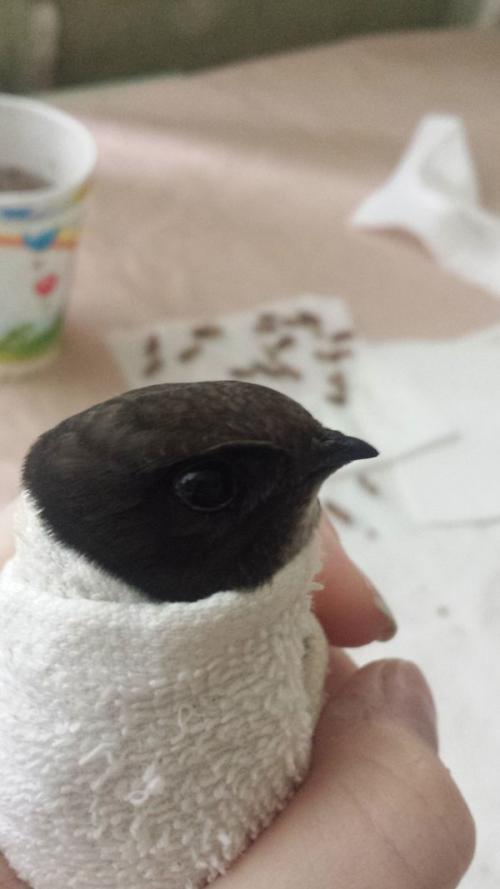 Стриж не ест. Спасение стрижа