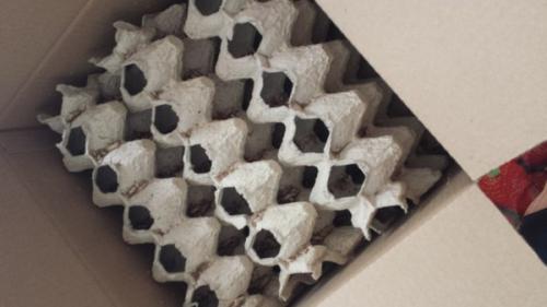 Стриж не ест. Спасение стрижа