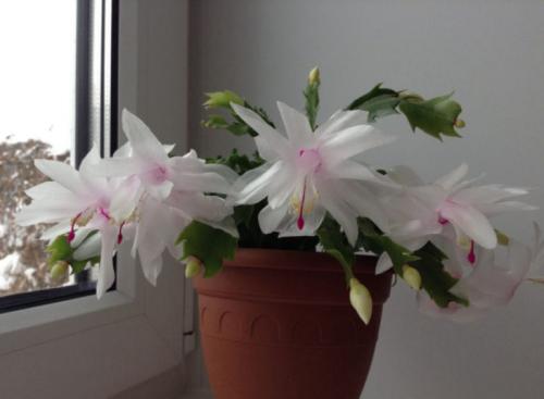 Декабрист виды. Декабрист — особенности ухода, сезонность растения, лечение болезней (90 фото + видео)