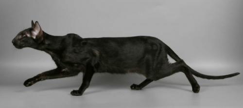 Каких пород бывают кошки черного окраса? Породы черных кошек