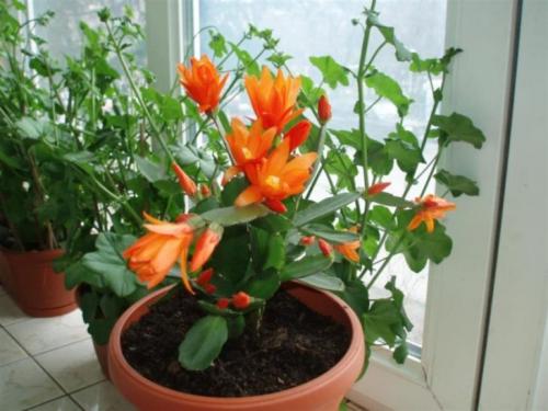 Декабрист виды. Декабрист — особенности ухода, сезонность растения, лечение болезней (90 фото + видео)