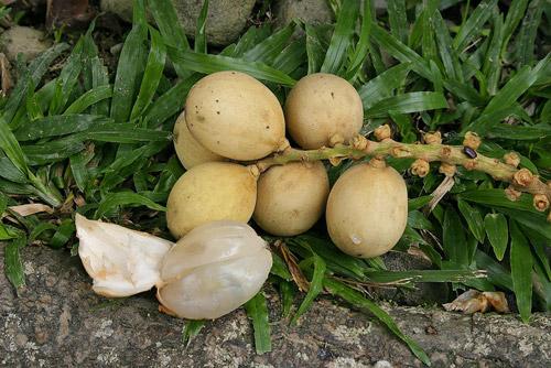 Интересные факты о фруктах. 12 интересных фактов о фруктах 24