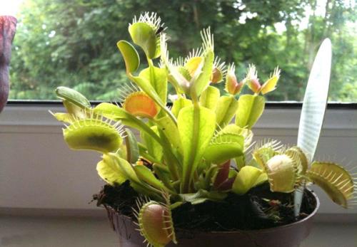 Венерина Мухоловка спячка. Местоположение и освещение