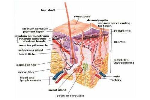 Как называются ненужные части тела. 
