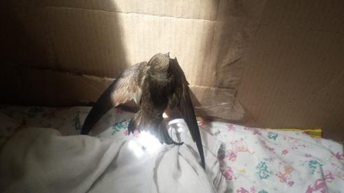 Стриж не ест. Спасение стрижа