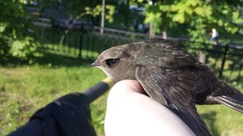 Стриж не ест. Спасение стрижа