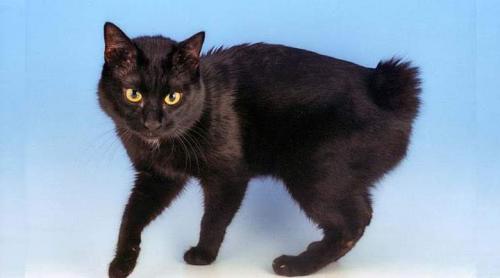 Породы черных кошек с зелеными глазами. Черные кошки с фотографиями и названиями пород: особенности и характер +Фото и Видео