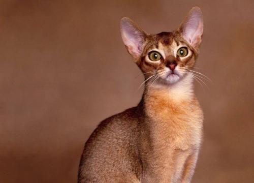 Породы кошек. Все породы кошек с фотографиями и названиями