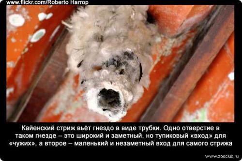 Интересные факты о стрижах. Интересные факты про стрижей 01