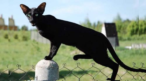 Породы черных кошек с зелеными глазами. Черные кошки с фотографиями и названиями пород: особенности и характер +Фото и Видео