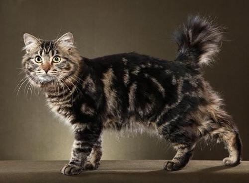 Породы кошек. Все породы кошек с фотографиями и названиями
