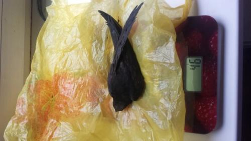 Стриж не ест. Спасение стрижа