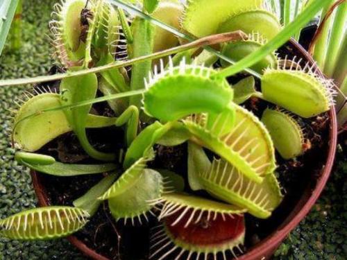 Венерина Мухоловка интересные факты. Венерина Мухоловка 02