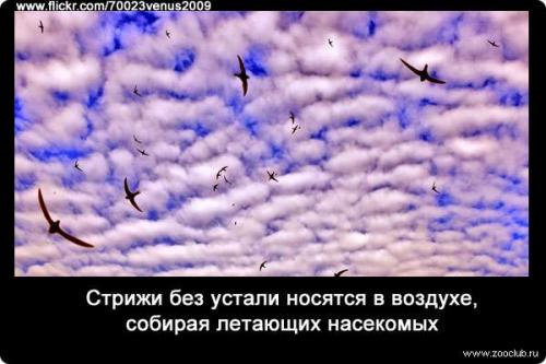 Интересные факты о стрижах. Интересные факты про стрижей 02